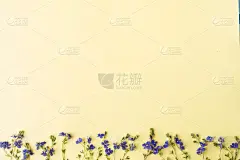花组成。黄底野蓝小花图案。