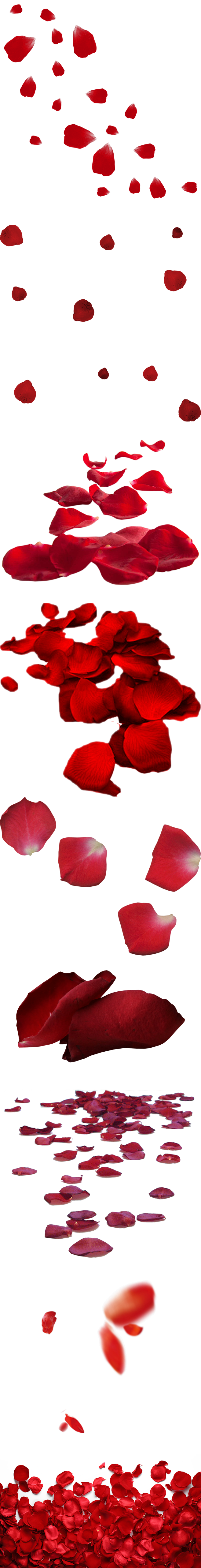 PNG透明免扣花瓣