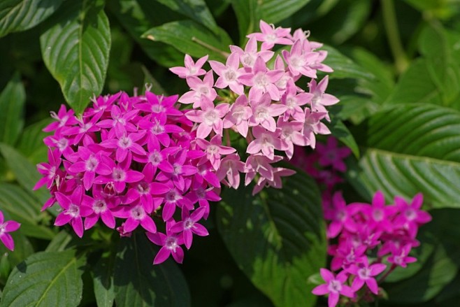 宿根花卉五星花