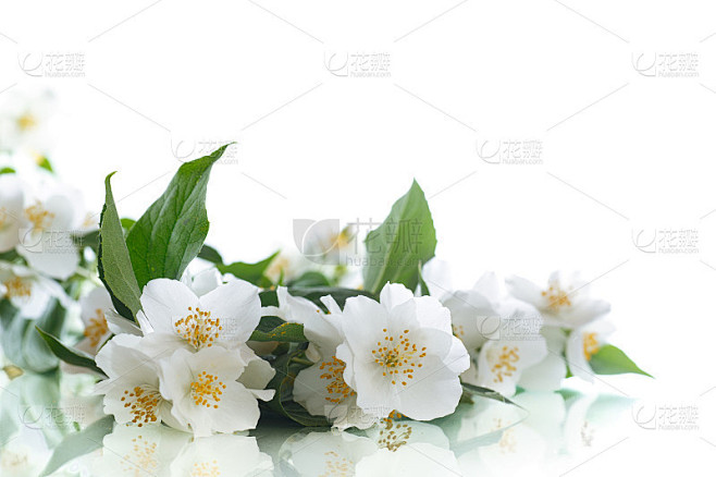 茉莉花白的花