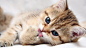可爱萌宠猫星人桌面壁纸 1600x900