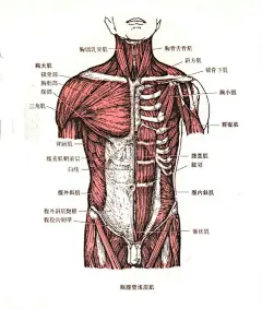 胸腹 肌肉 解剖的搜索结果_百度图片搜索