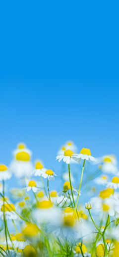 木mu~采集到花