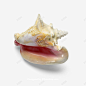 超海星海螺贝壳珊瑚海马等航洋生物主题shell23 设计图片 免费下载 页面网页 平面电商 创意素材