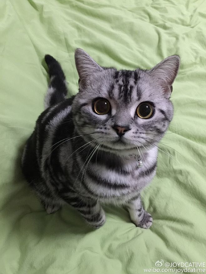 美短