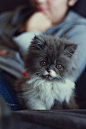 gray & white kitten ~ what a cutie...