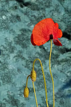 自然美,垂直画幅,美,夏天,户外,草,仅一朵花,农作物,田地,植物