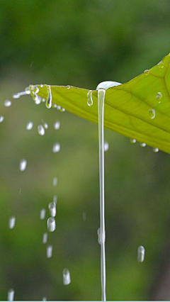 锈春刀采集到雨