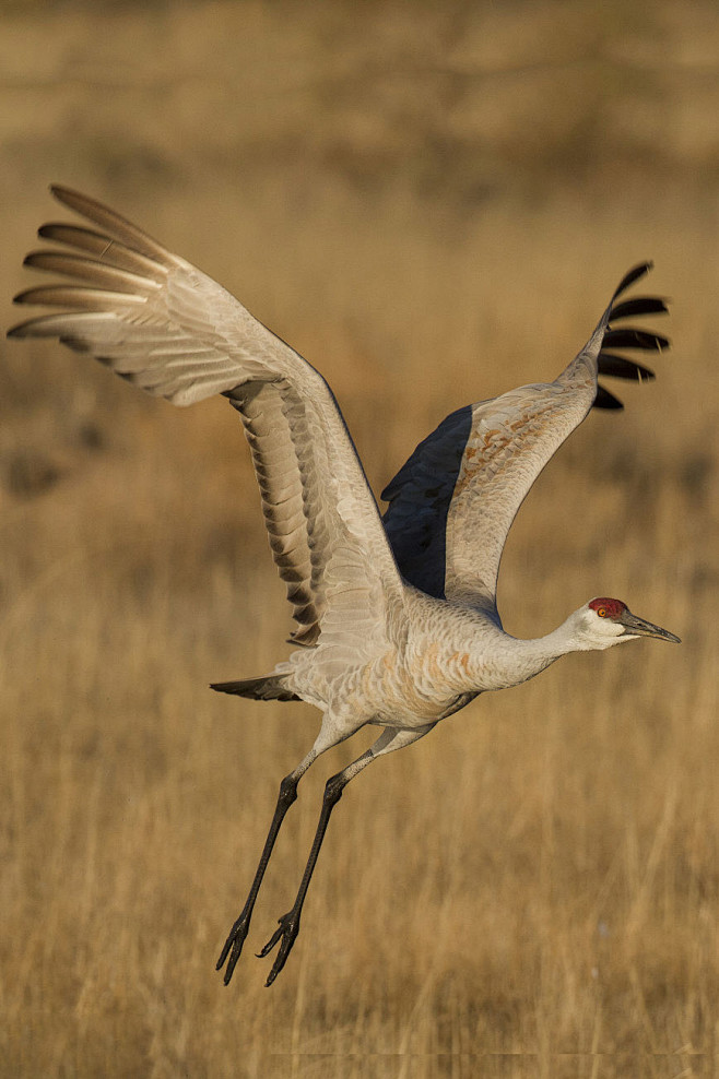 鹤形目鹤科鹤属沙丘鹤