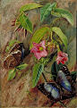 Twining Plant and Butterfly of Brazil,    Marianne North