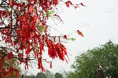 祝福树上挂着许多祝福丝带