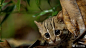 图多杀猫1，“我家猫只有8斤”……“我家7斤”……但是在南印度及斯里兰卡的锈斑豹猫Prionailurus rubiginosus只有2斤重。很多第一次见到它们的人还以为它们是小奶猫，它们和南非的黑足猫被认为是世界上最小的猫，成体全长约35-40cm，但尾巴占到了40%，所以它们身体只有20多cm，比你的IPho ​​​​...展开全文c