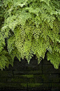 Maidenhair Fern  更多精彩关注微信：designil