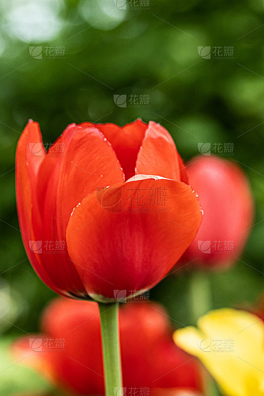城市公园花坛上的红色郁金香花