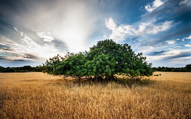 #nature, #HDR, #tree...