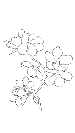 4手绘植物花卉插画黑白装饰线稿手抄报海报免扣元素