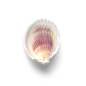 超高清 海星 海螺 贝壳 珊瑚 海马等 航洋生物主题 png元素 shell-30