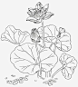 速写荷花儿装饰图免抠png素材_新图网ixintu.com