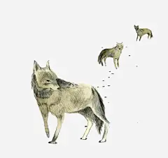 手绘狼高清素材 动物 森林 狼 狼群 猛兽 雪地 免抠png 设计图片 免费下载