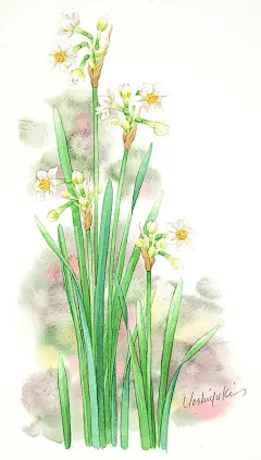 水仙水彩画イラスト　すっきりと立つ２本の白い水仙水彩画イラスト