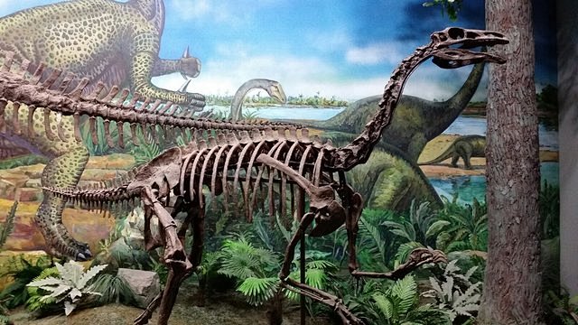 额勒斯台阿拉善龙于内蒙古阿拉善沙漠的额勒斯台村附近发现属于新科新