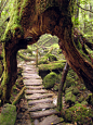 bluepueblo:

Primeval Forest, Shiratani Unsuikyo, Japan
photo via endsville@北坤人素材