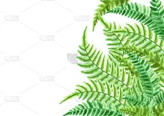 背景,蕨类,叶子,贺卡,传单,边框,热带气候,环境保护,枝繁叶茂,草