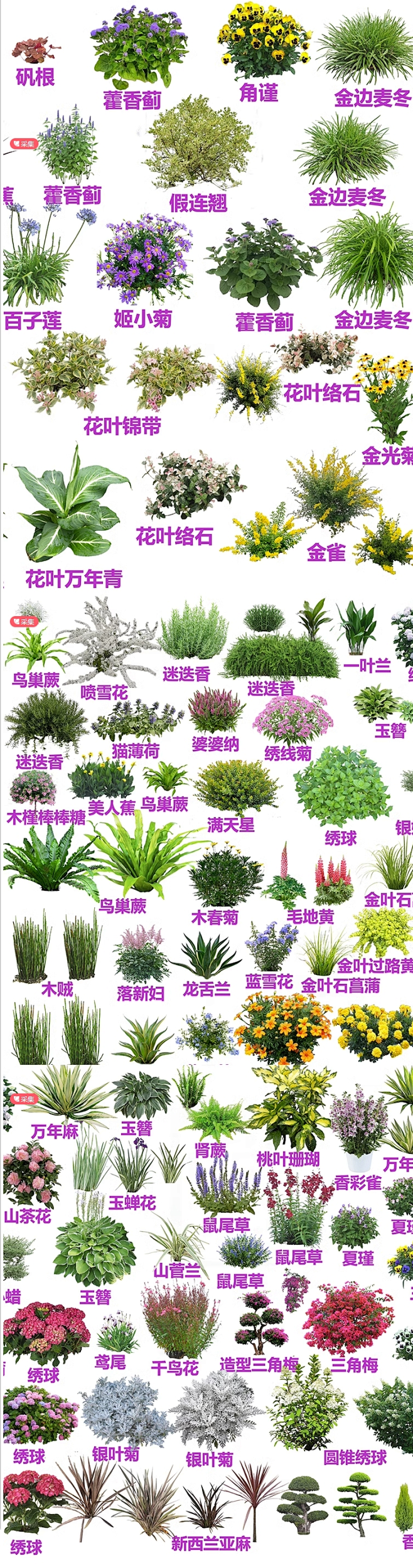 ps花境植物免扣psd素材植物PS花境单...