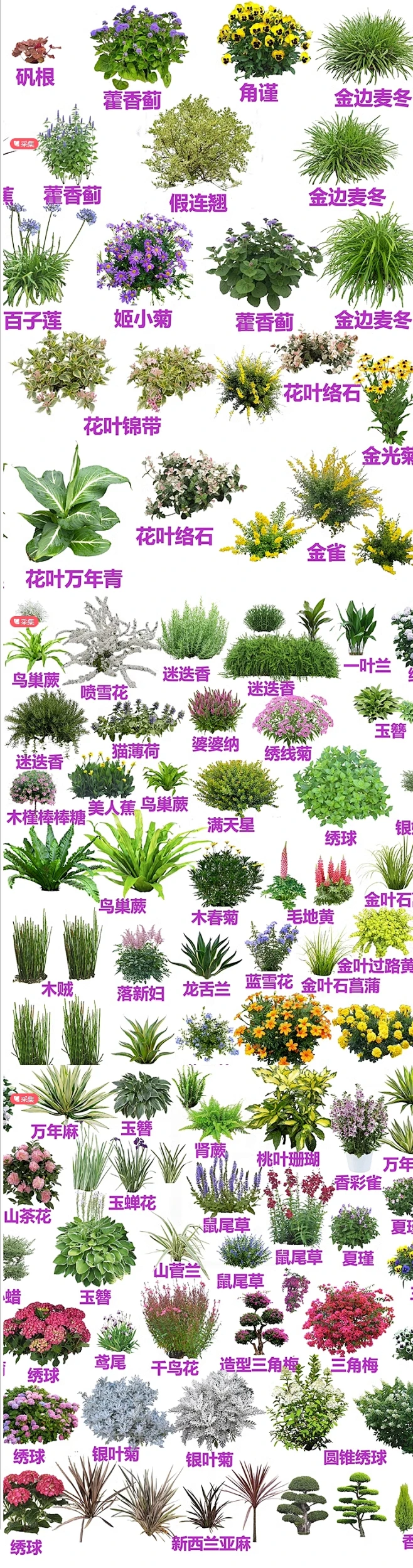 ps花境植物免扣psd素材植物PS花境单棵植物带名称拖动ps分层素材-花瓣网
