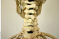 Skeleton_0102
