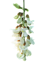 槐花 