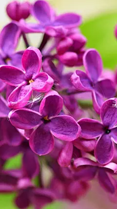 清雅丁香花手机壁纸_风景壁纸_手机壁纸_主题之家下载站