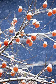 雪,柿子树,自然,垂直画幅,地形,水果,无人,户外,蓝色背景,彩色背景