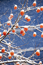 雪,柿子树,自然,垂直画幅,地形,水果,无人,户外,蓝色背景,彩色背景