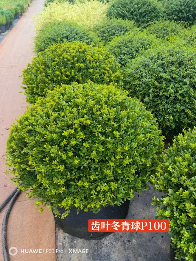 来自分享