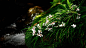 花卉风景壁纸苔藓（#1167496）/ Wallbase.cc