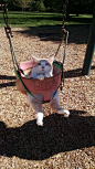 This cat who is here to show everyone that dogs aren’t the only ones who look adorable on a swing set. | 31 Pictures That Will Restore Your Faith In Cats:  #喵星人#