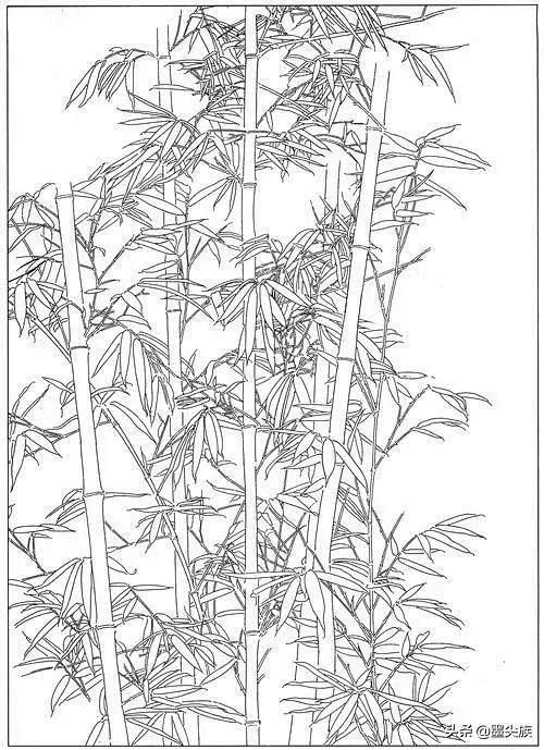 工笔素材｜竹子高清白描线稿图片（41幅）