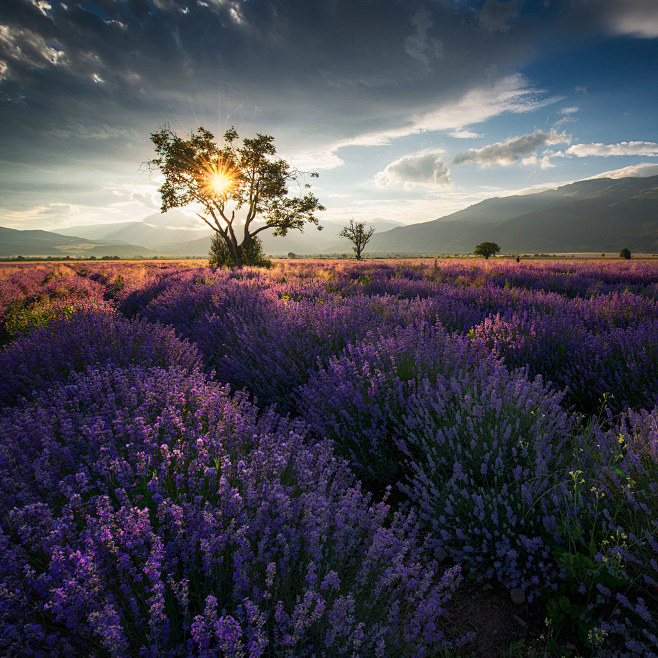 Lavender fields in B...