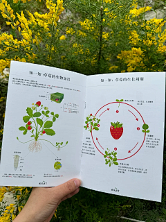 哈哈矮油采集到草莓