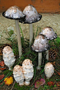 ˚Coprinus Comatus