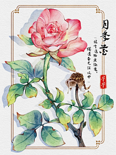 ༈懒ོ猫ཽ猫🍀采集到水彩插画