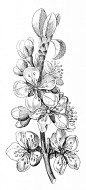 Free Vintage Plum Blossom Image