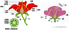 草莓西瓜汁采集到科学