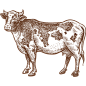 手绘素描农场动物蔬菜鸡羊牛线稿PNG透明图案 AI矢量 (151)