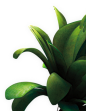 fgLayer-bottomRight-backPlants@2x.png (336×435)