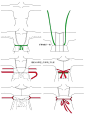 齐胸襦裙制作图_汉服齐胸襦裙裁剪图_齐胸襦裙尺寸图