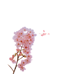 洗尽铅华0710采集到花卉