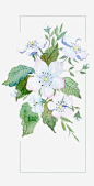 花草画_新图网 https://ixintu.com 平面花草画栀子花
