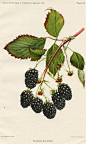 Eldorado Blackberry USDA Fruit Prints (United States , 1892)